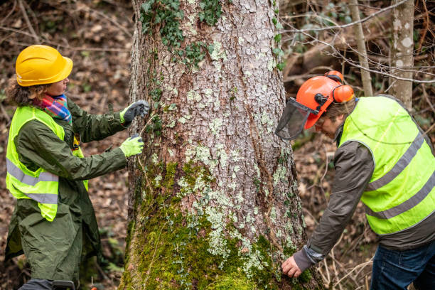 How Our Tree Care Process Works  in  Colusa, CA