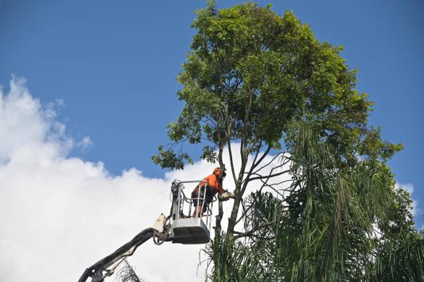Best Hazardous Tree Removal  in Colusa, CA