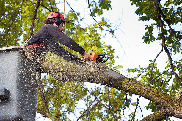 Best Hedge Trimming  in Colusa, CA