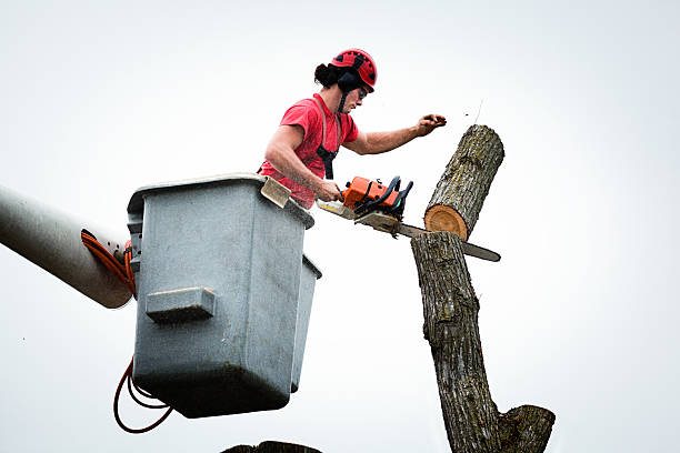 Best Tree and Shrub Care  in Colusa, CA