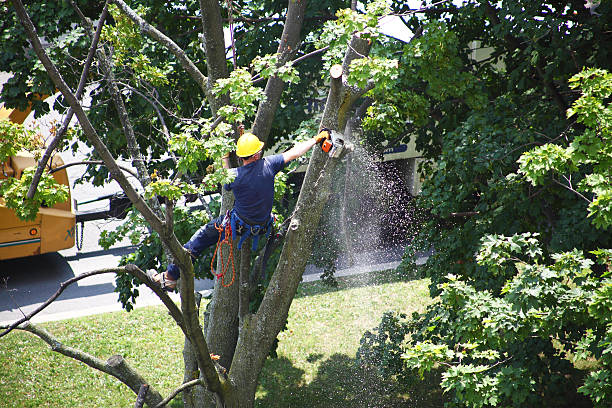 Colusa, CA Tree Care Company