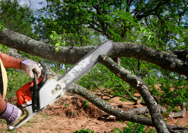 Mulching Services in Colusa, CA