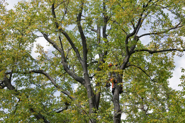 Best Seasonal Cleanup (Spring/Fall)  in Colusa, CA