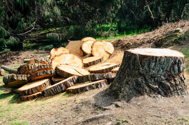 Best Lawn Renovation and Restoration  in Colusa, CA